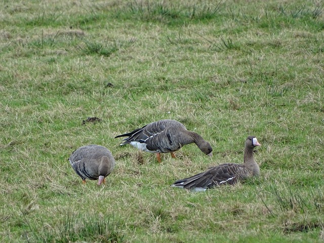 主优化词：塞维利亚客场几百强敌，表现出色